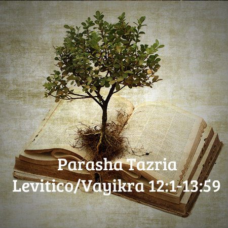Parashá-Tazria Vaykrá/Levítico12:1 al 13:59 # 27