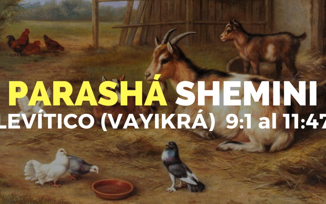Parashá Shemini No. 26